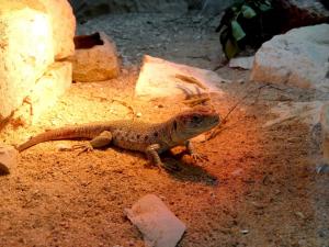 Lézard ocellé