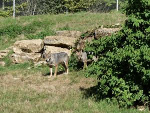 Loup d'Europe