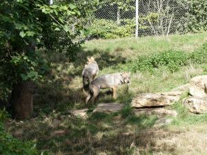 Loup d'Europe