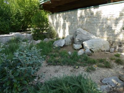 Tortue terrestre d'Hermann - 2017