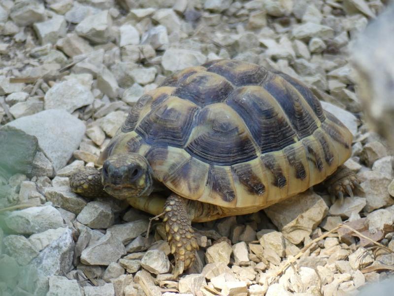Tortue terrestre d'Hermann