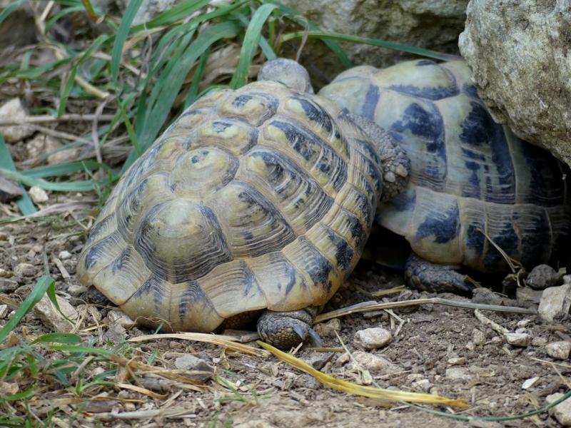 Tortue terrestre d'Hermann