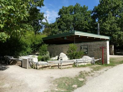 Tortue terrestre d'Hermann - 2017