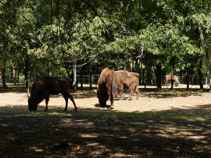 Bison d'Europe (2)