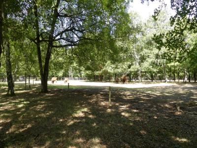 Bison d'Europe - 2017