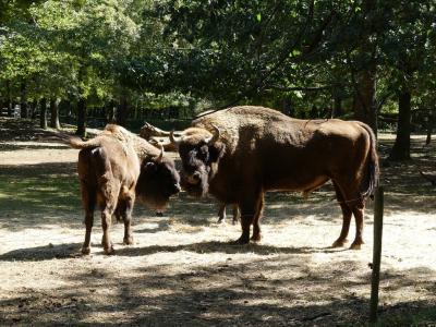 Bison d'Europe - 2017