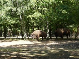 Bison d'Europe