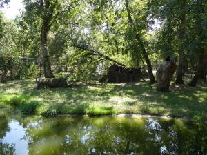 Chat sauvage d'Europe (2)