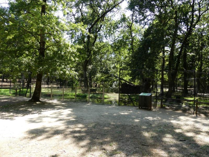 Chat sauvage d'Europe