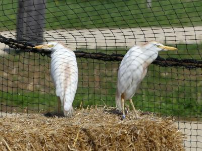 Héron garde-boeufs - 2017