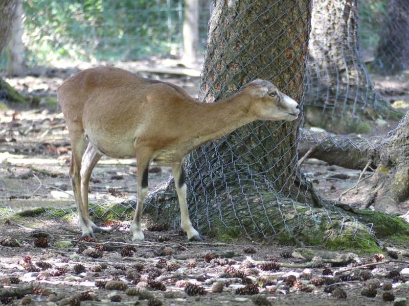 Mouflon de Corse