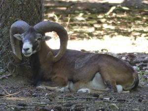 Mouflon de Corse