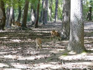Mouflon de Corse