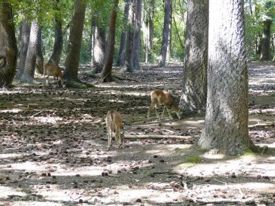 Mouflon de Corse - 2017