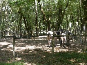 Konik polski