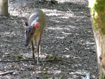 Muntjac de Reeves - 2020