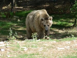 Ours brun