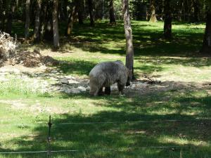 Ours brun