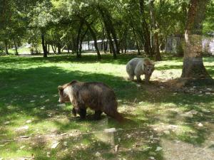 Ours brun