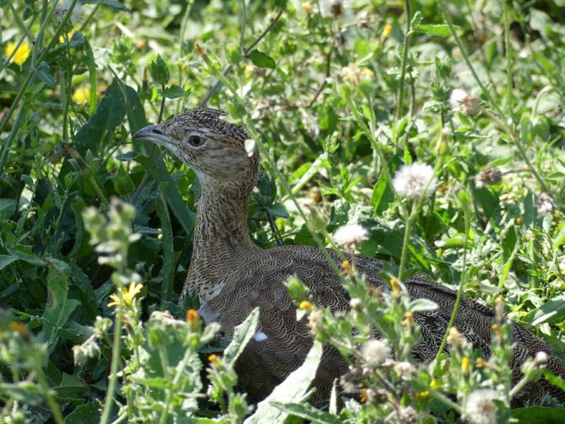 Outarde canepetière