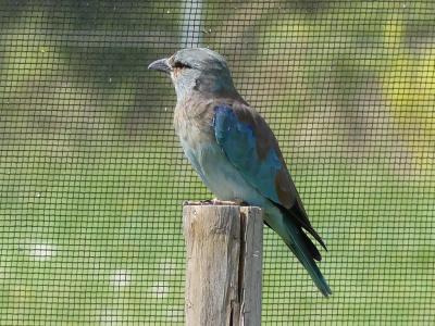 Rollier d'Europe - 2017