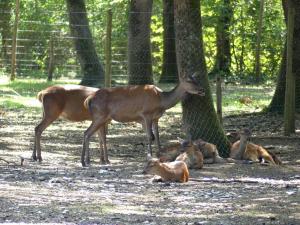 Cerf élaphe