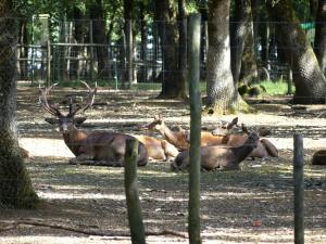 Cerf élaphe