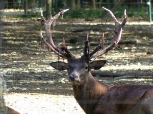 Cerf élaphe