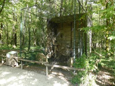 Chevèche d'Athena - 2017