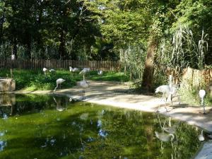 Flamant rose