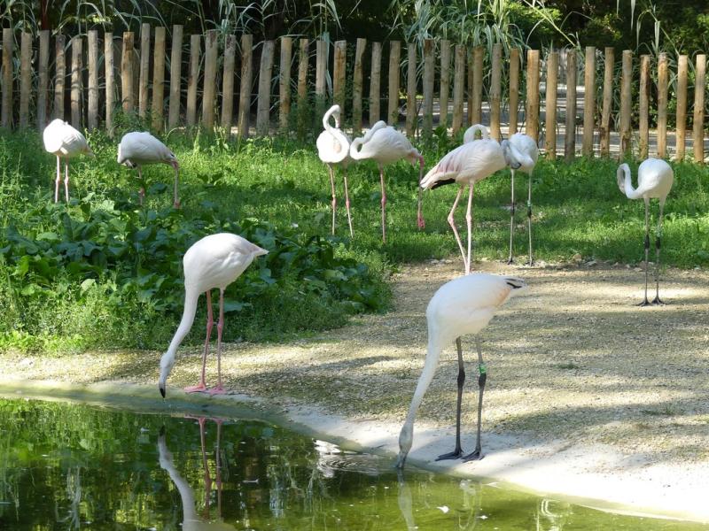 Flamant rose