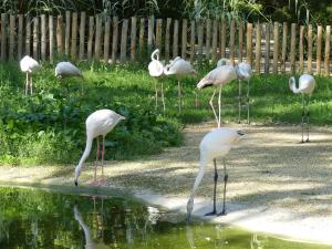 Flamant rose