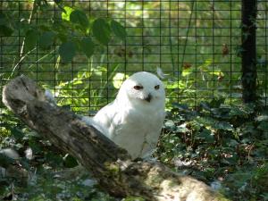 Harfang des neiges