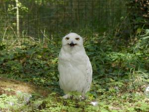 Harfang des neiges