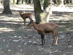 Isard