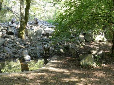 Vautour fauve - 2017