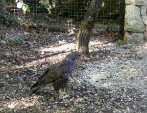 Buse variable