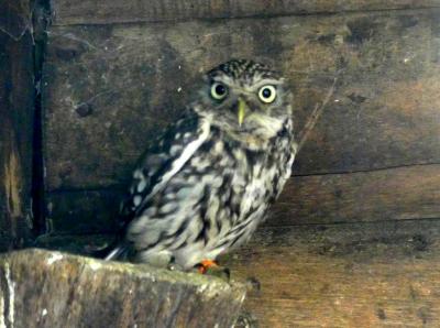 Chevèche d'Athena - 2017