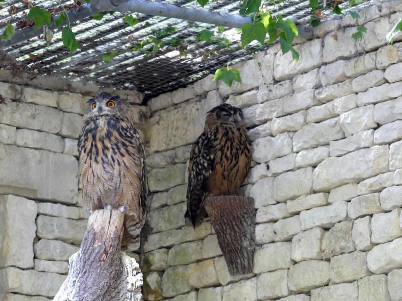 Hibou grand-duc