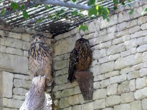 Hibou grand-duc