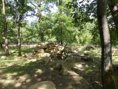 Porc-épic à crête - 2017