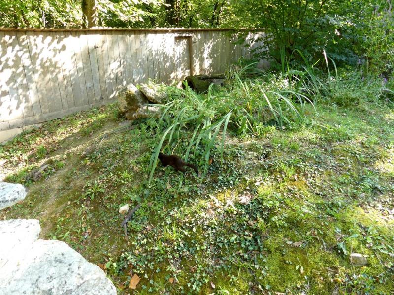 Vison d'Amérique