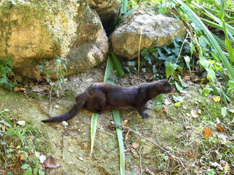 Vison d'Amérique