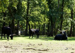 Auroch (2)