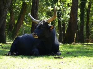 Auroch (3)