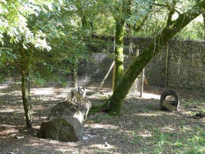 Renard polaire - 2017