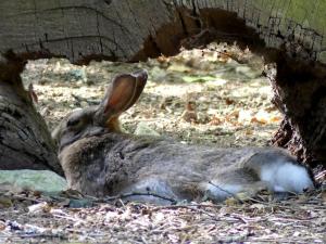 Lapin de Garenne