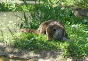 Loutre d'Europe