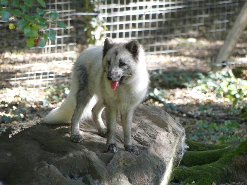Renard polaire