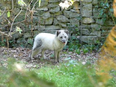 Renard polaire - 2017